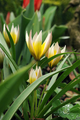 Tulipa batalini,Tulipa humilis,Tulipa bakeri,Tulipa clusiana,Tulipa chrysantha, Tulipa dasystemon,Tulipa hageri,Tulipa sylvestris,Tulipa turkestanica,Tulip Species, Rock Garden Tulips, Wild Tulips